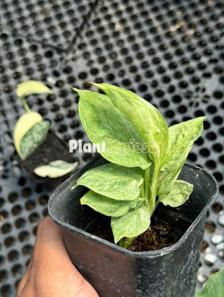 scindapsus perakensis variegated