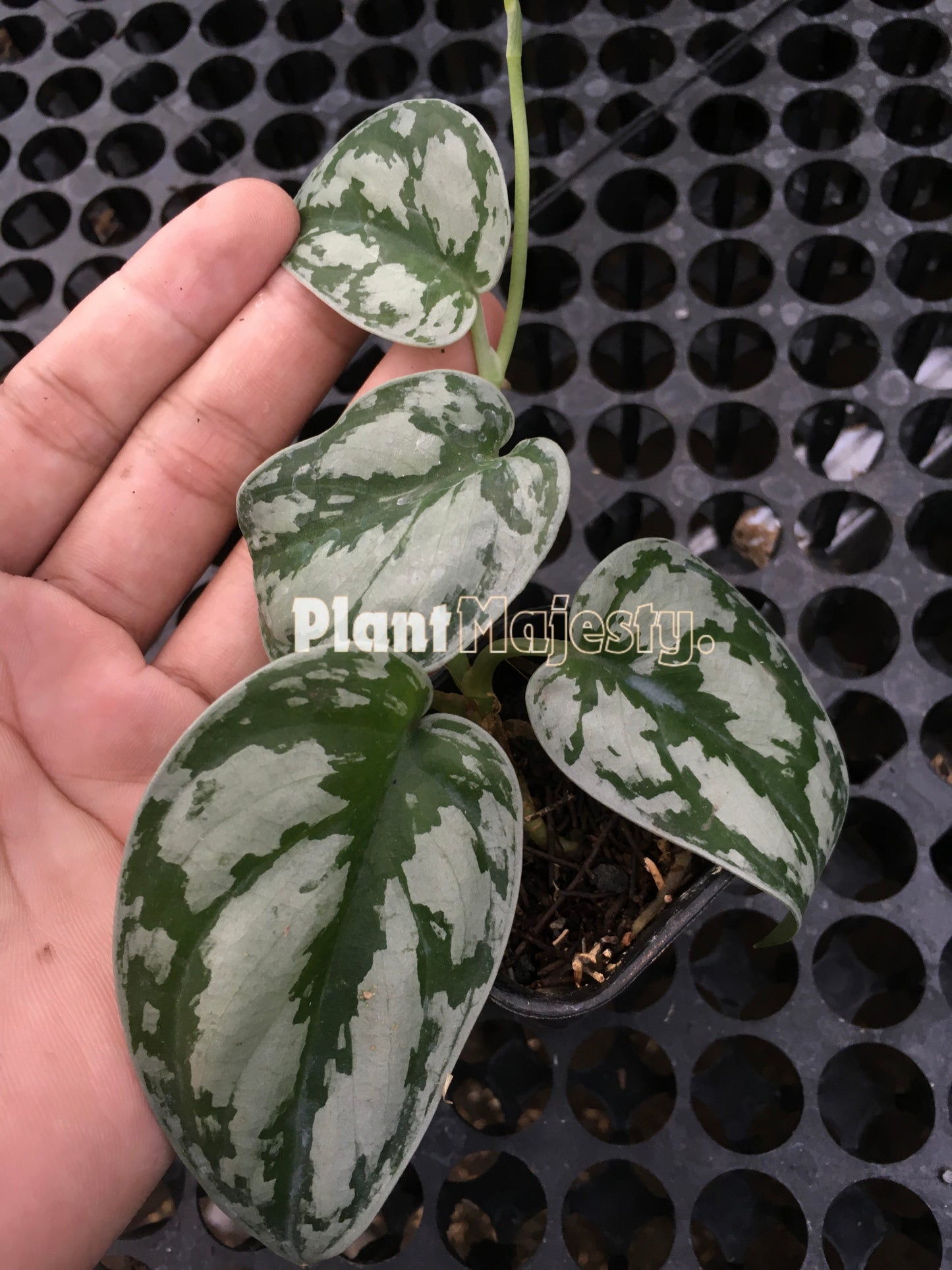 Scindapsus Silver Black