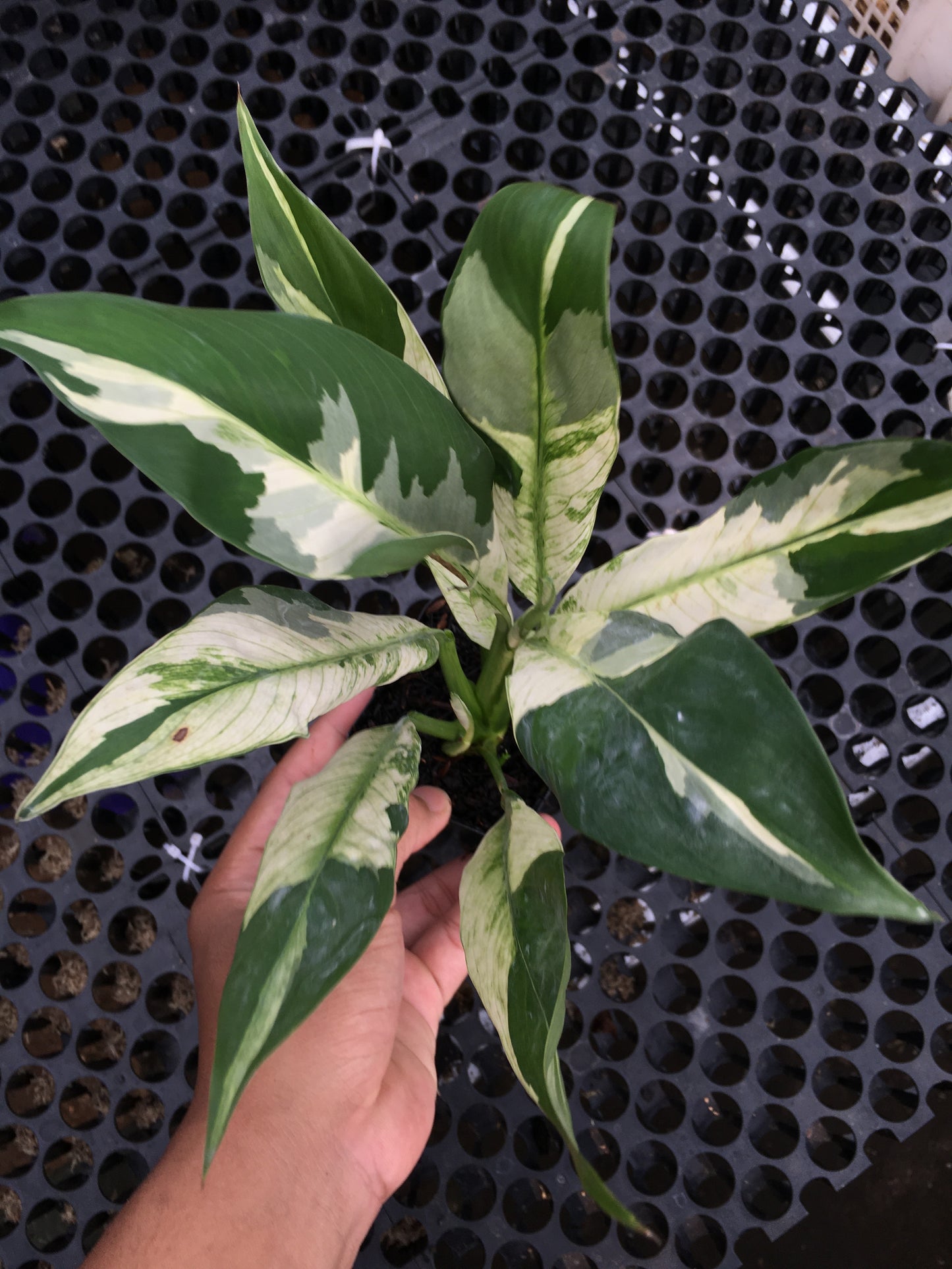 Spathiphyllum Peace Lily Variegated