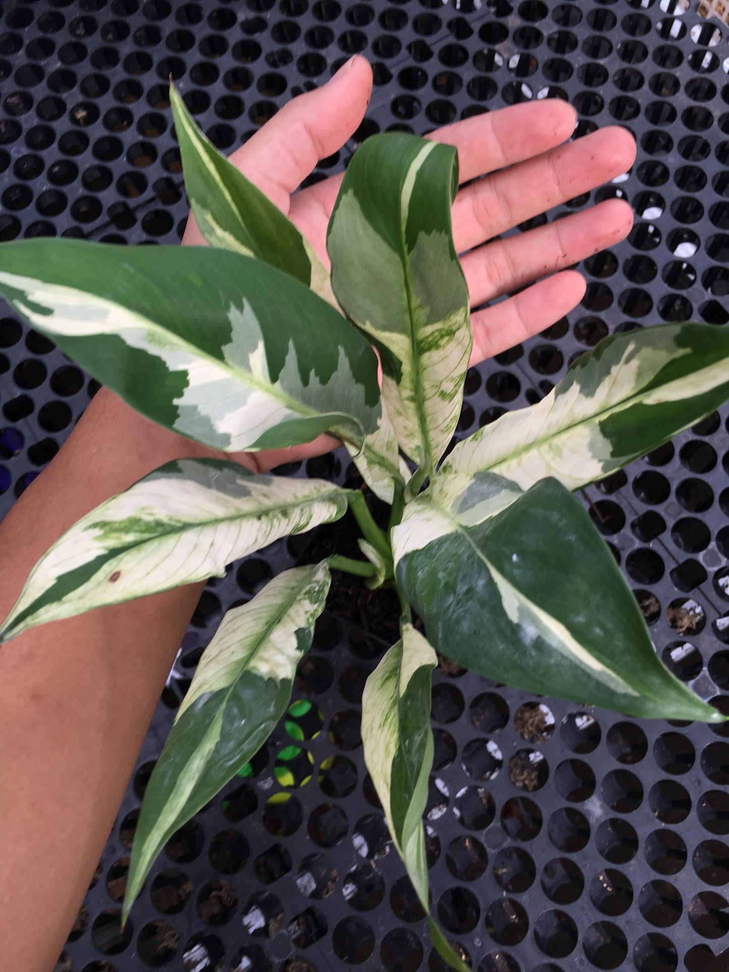 Spathiphyllum Peace Lily Variegated