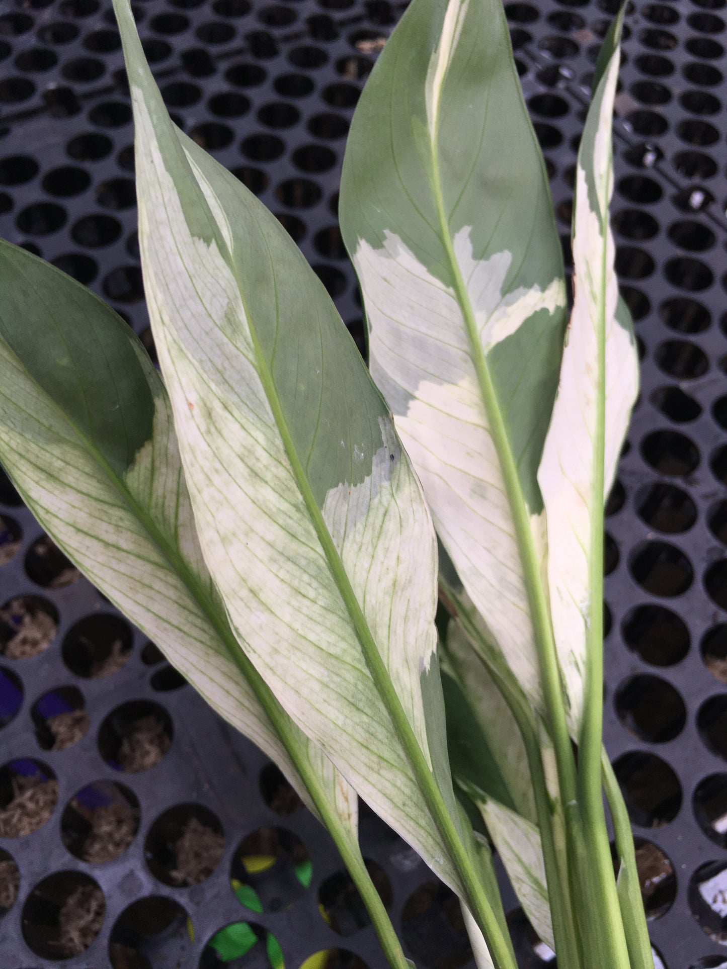 Spathiphyllum Peace Lily Variegated