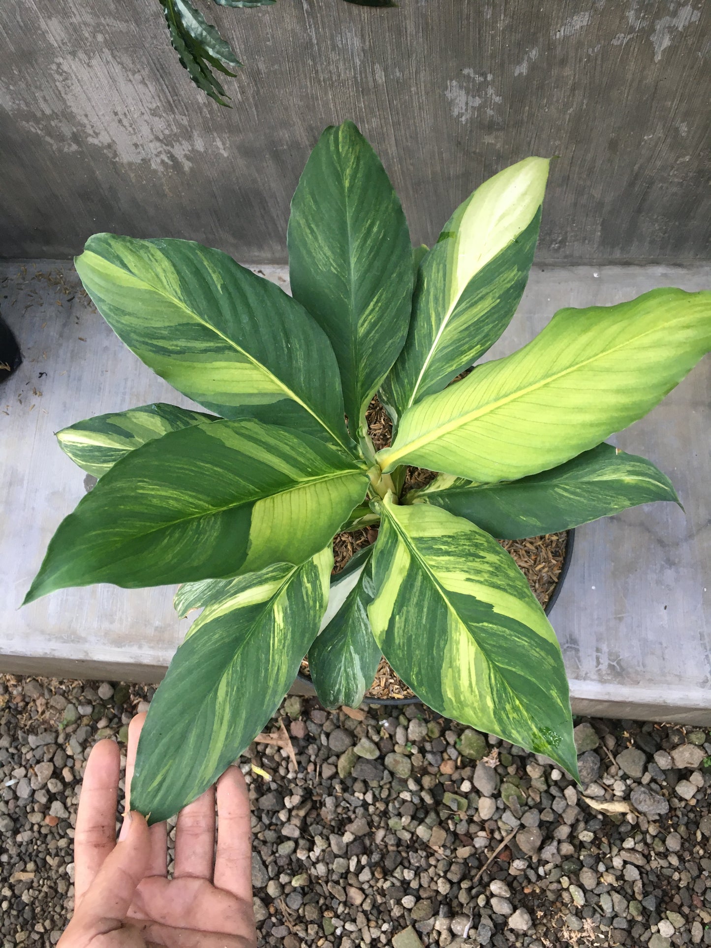 Spathiphyllum Sensation Bunt Mauna Loa Groß