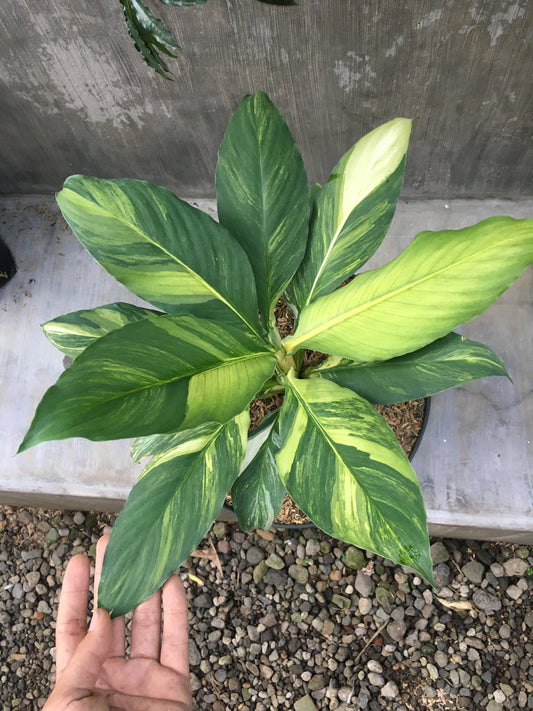 Spathiphyllum Sensation Variegated Mauna Loa Large