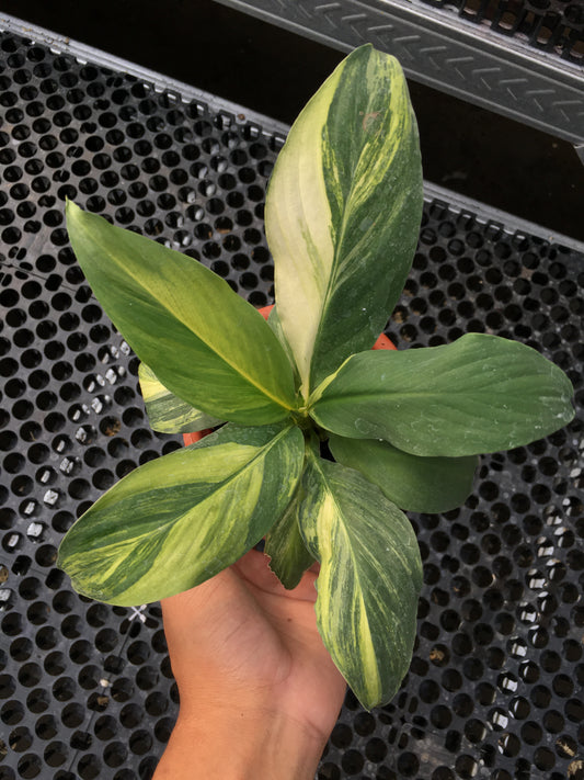 Spathiphyllum Sensation Variegated Mauna Loa Medium