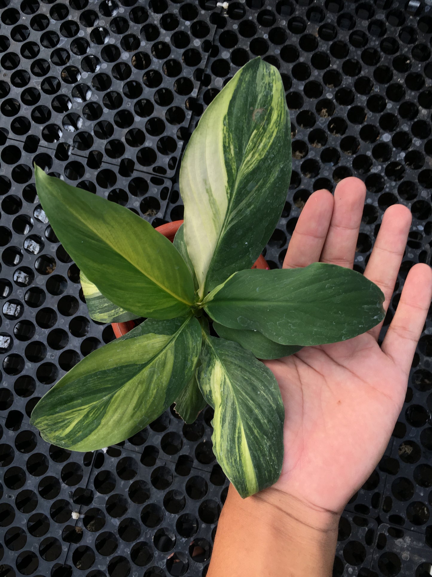 Spathiphyllum Sensation Bunt Mauna Loa Mittel