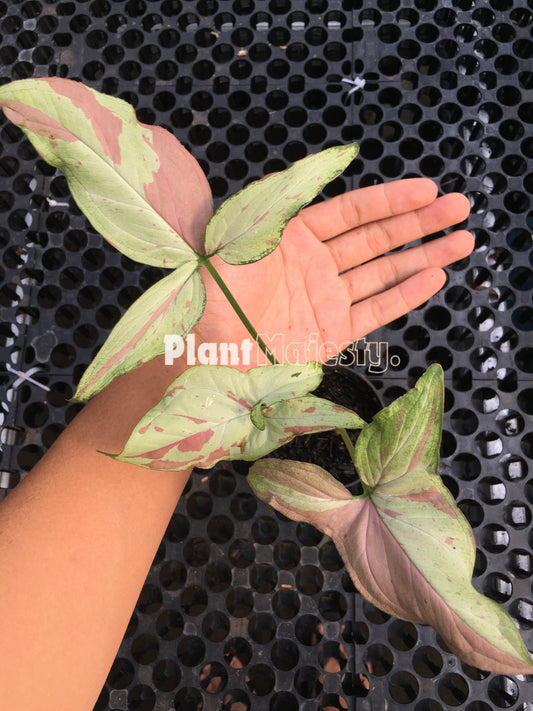 Syngonium Pink Salmon