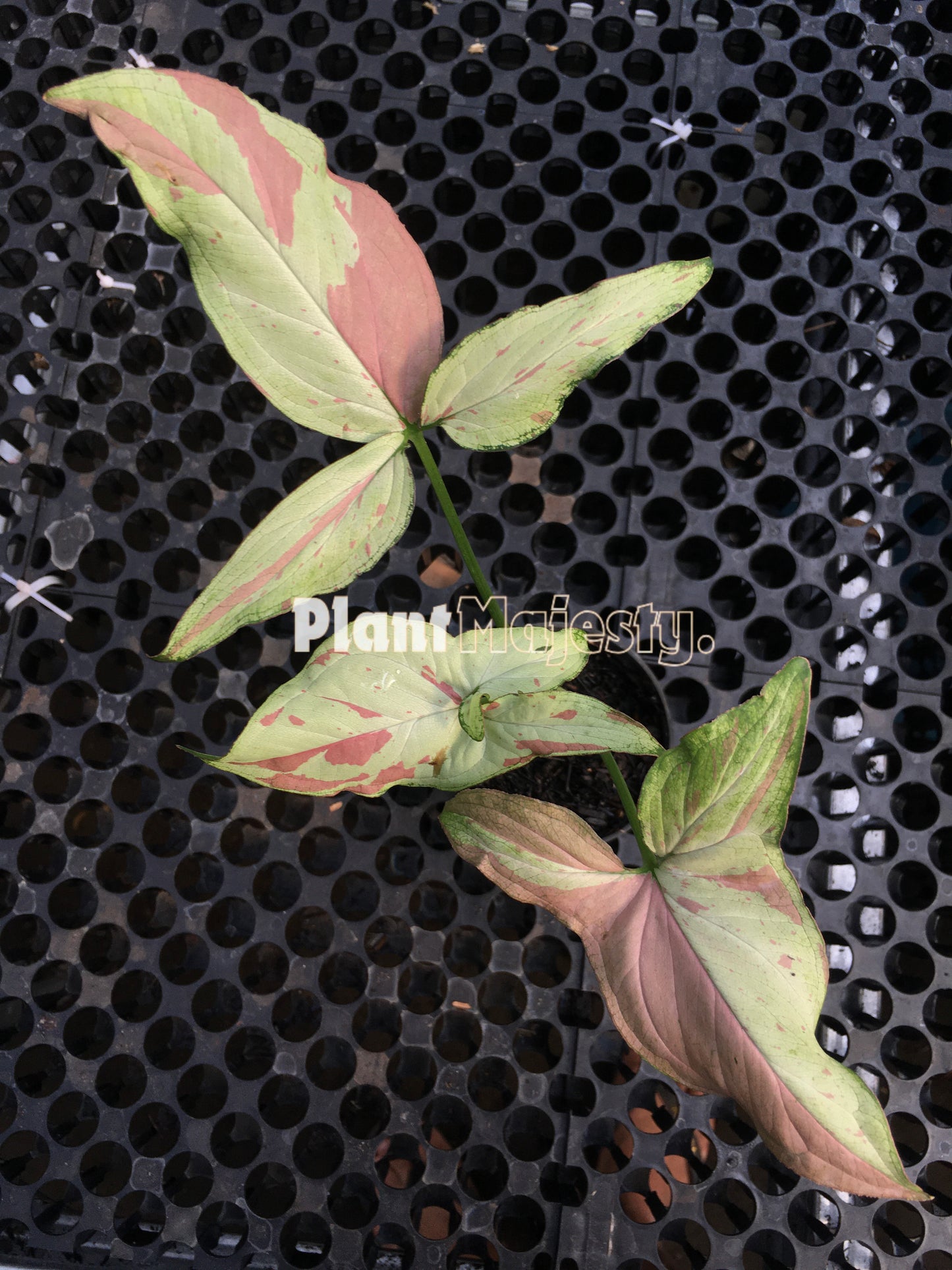 Syngonium Pink Salmon