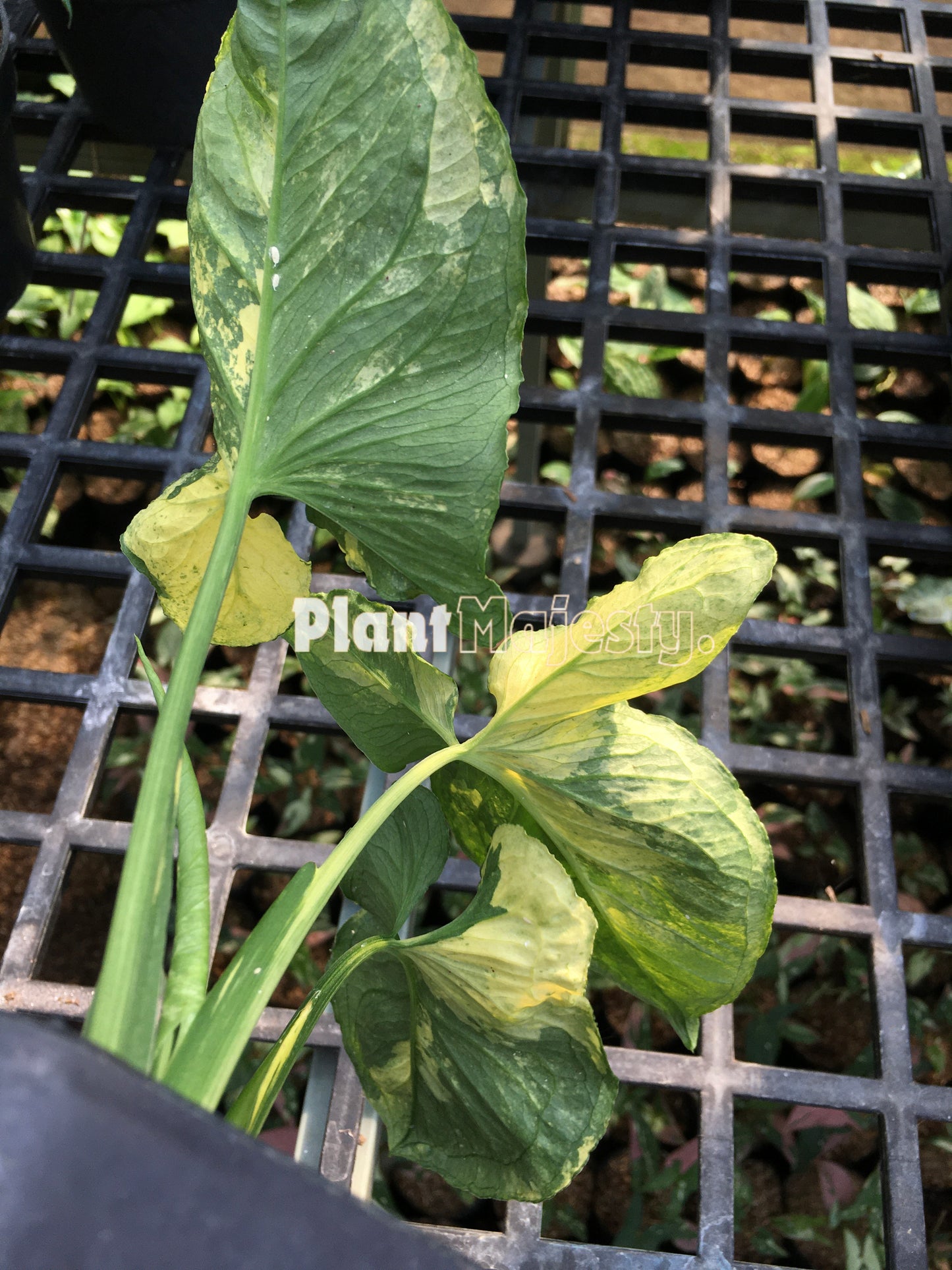 Syngonium Scrambled Eggs