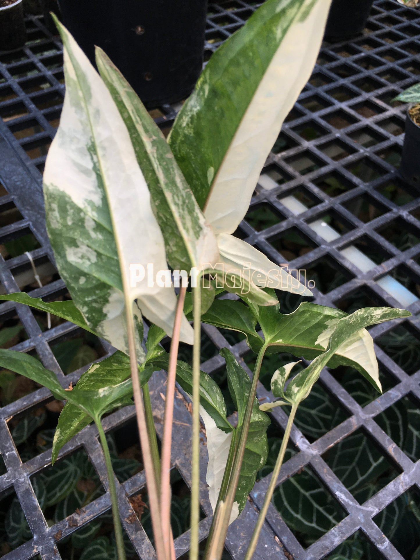 Syngonium Angustatum Variegated