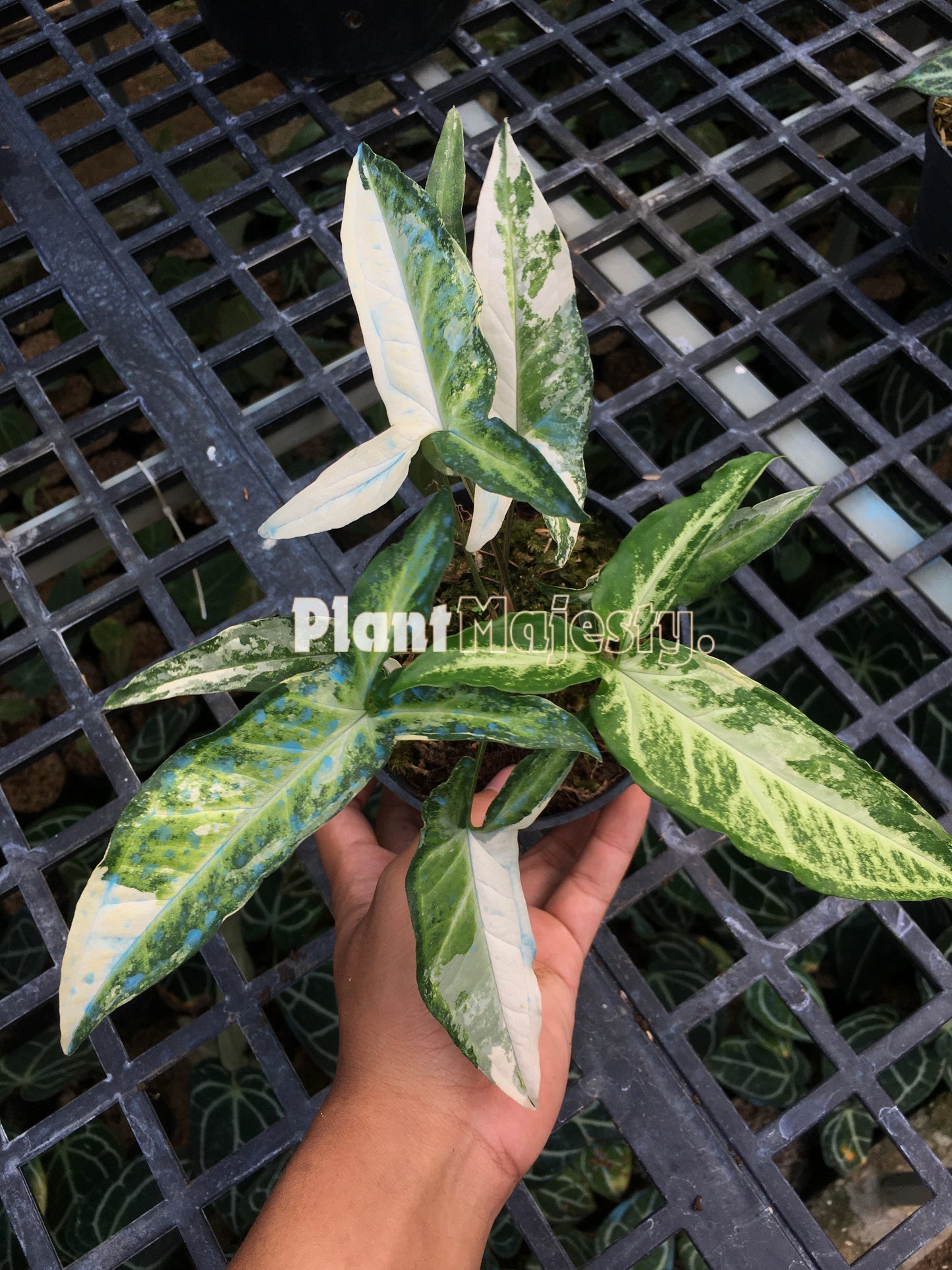 Syngonium Angustatum Variegated