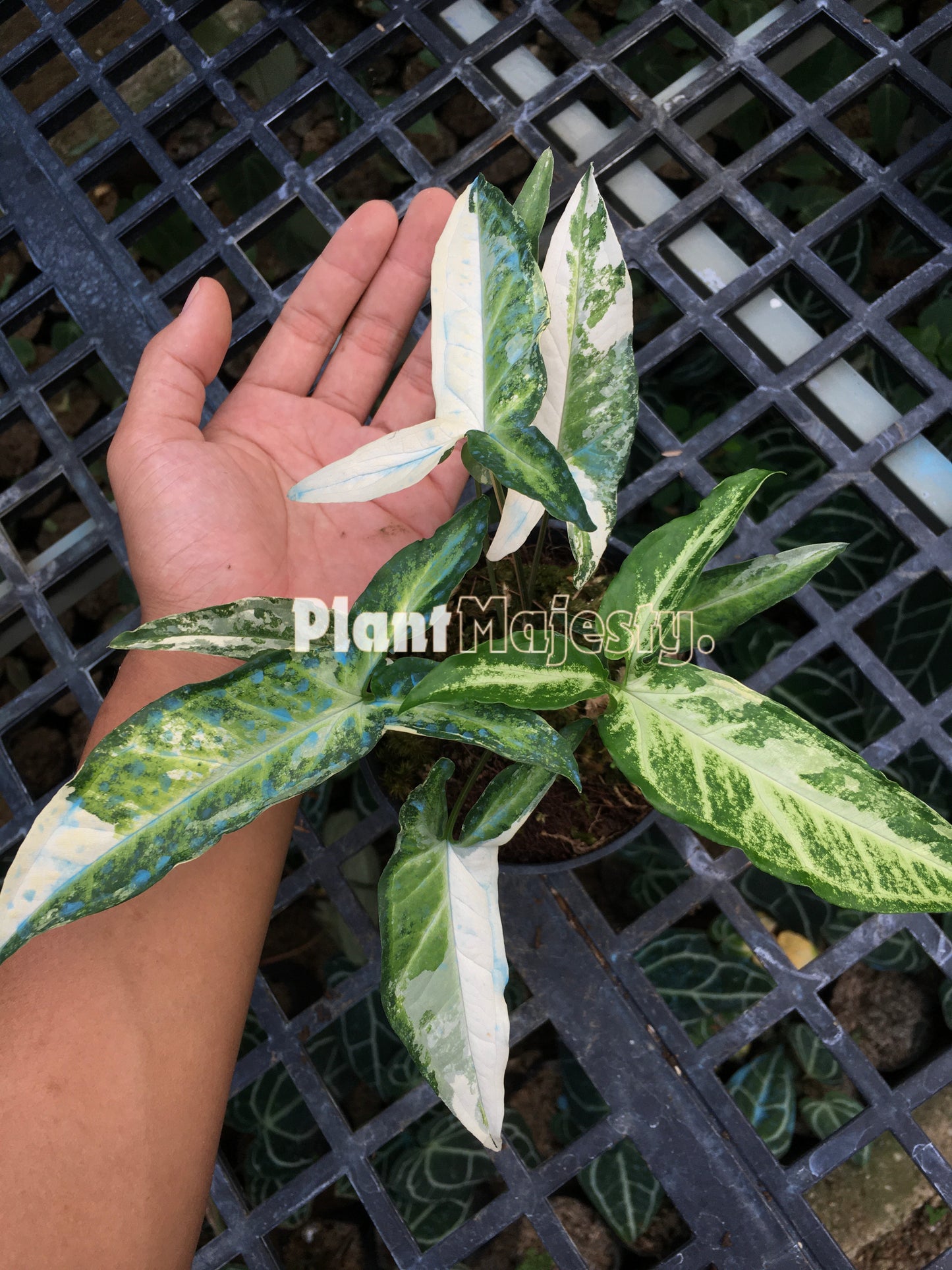 Syngonium Angustatum Variegated