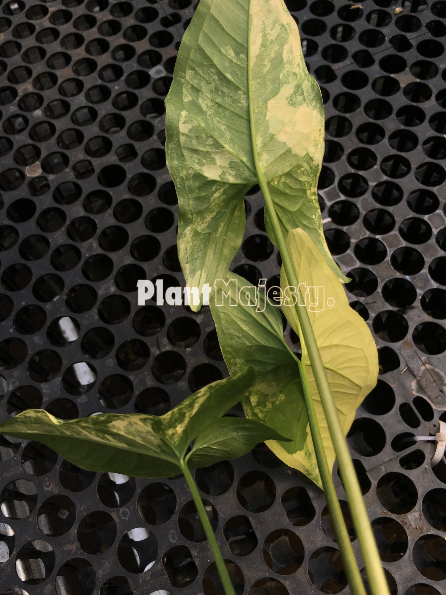 Syngonium Aurea Variegated