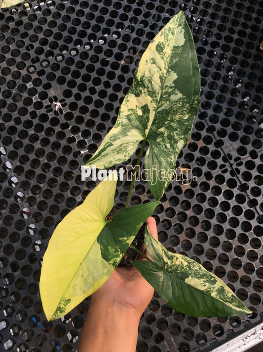 Syngonium Aurea Variegated