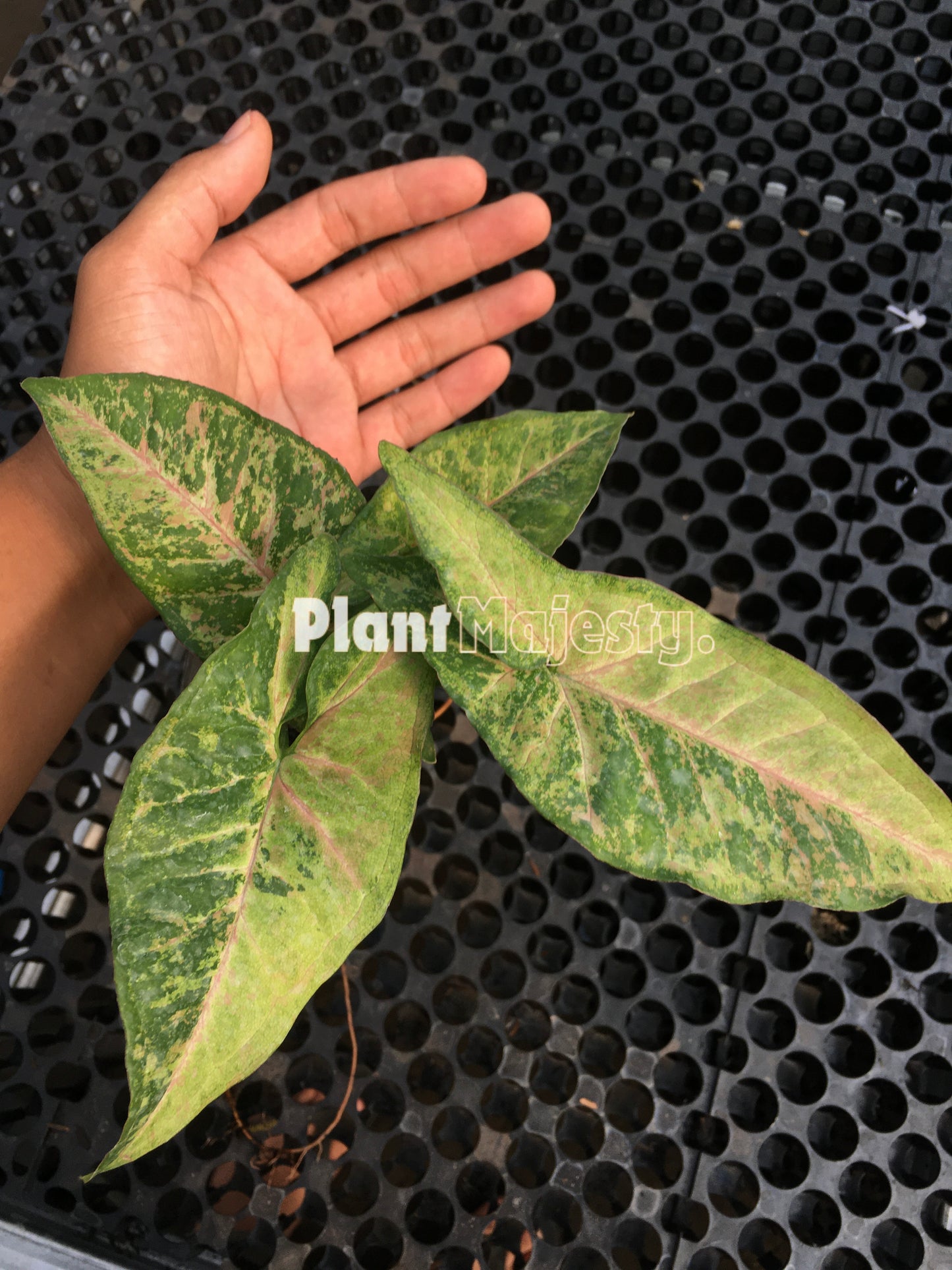 Syngonium Confetti Tricolor