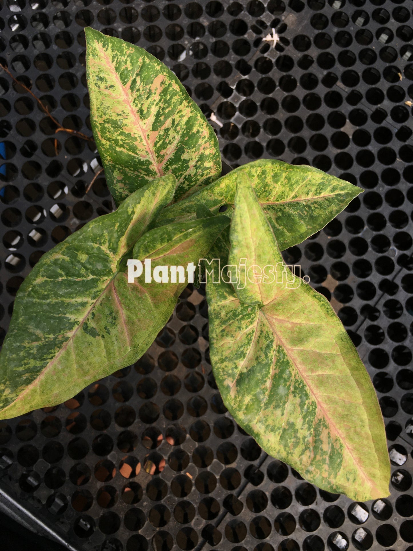 Syngonium Confetti Tricolor