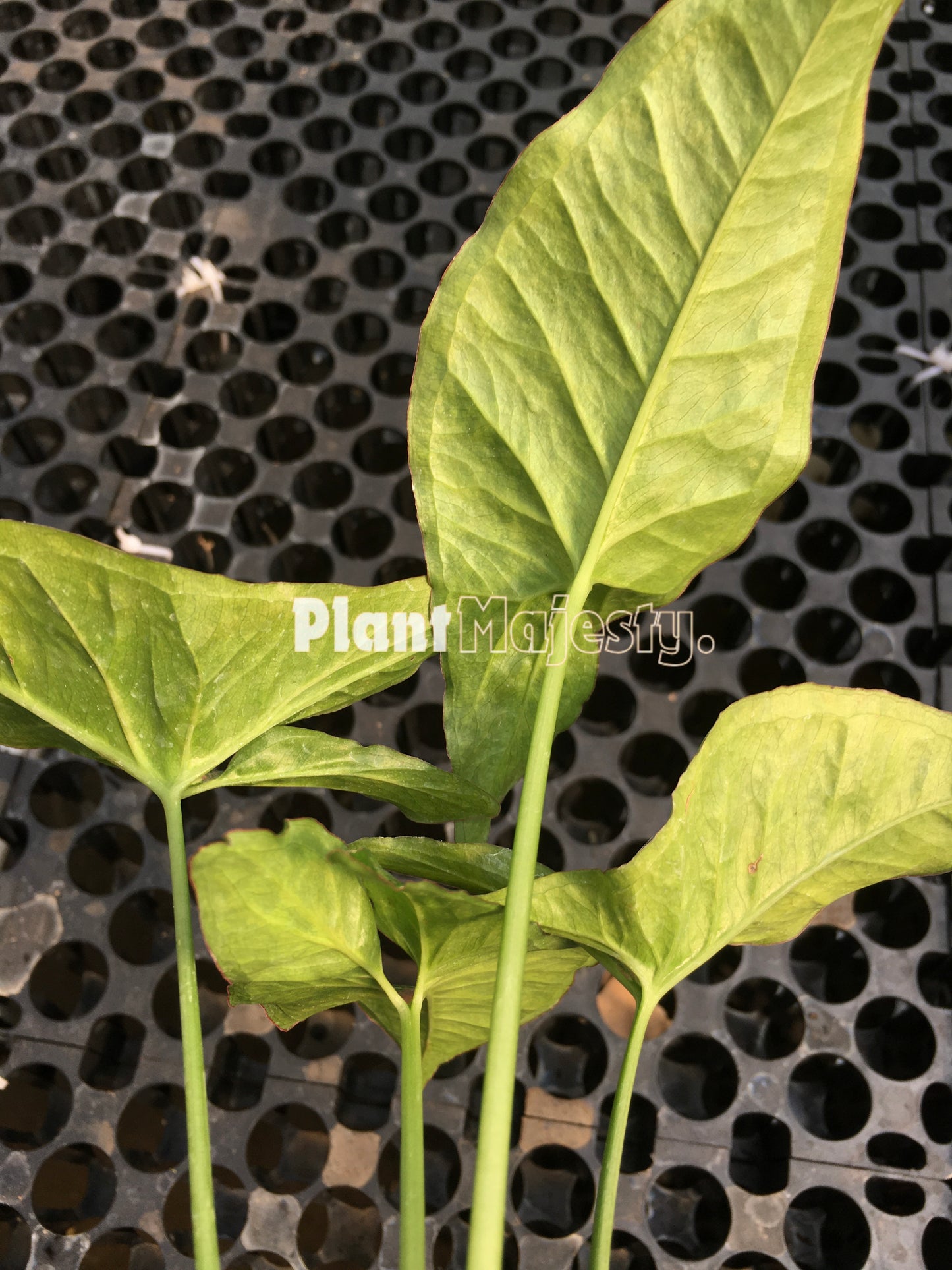 Syngonium Confetti Tricolor