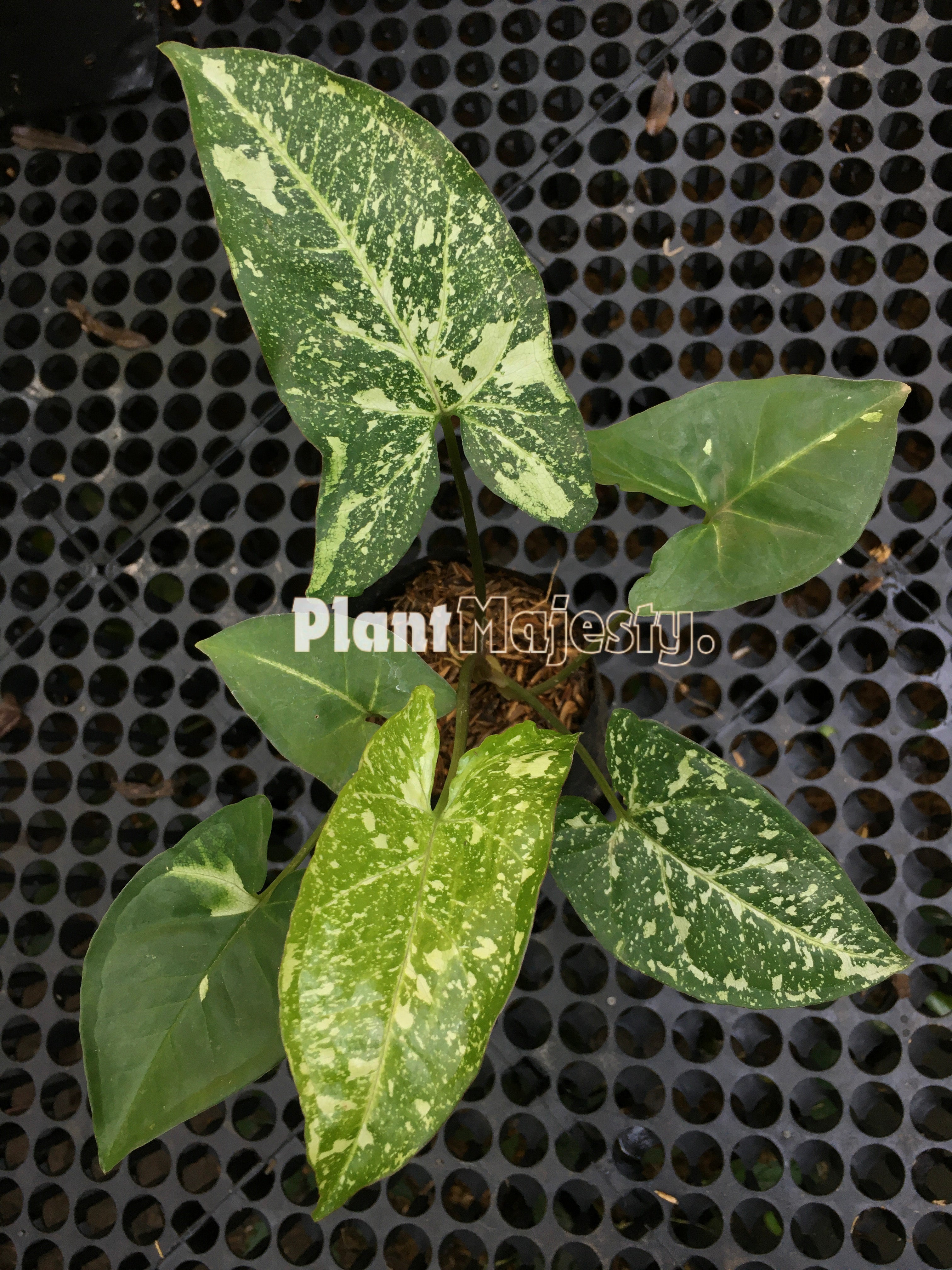 Syngonium Panda selling Galaxy Free Phytosanitary