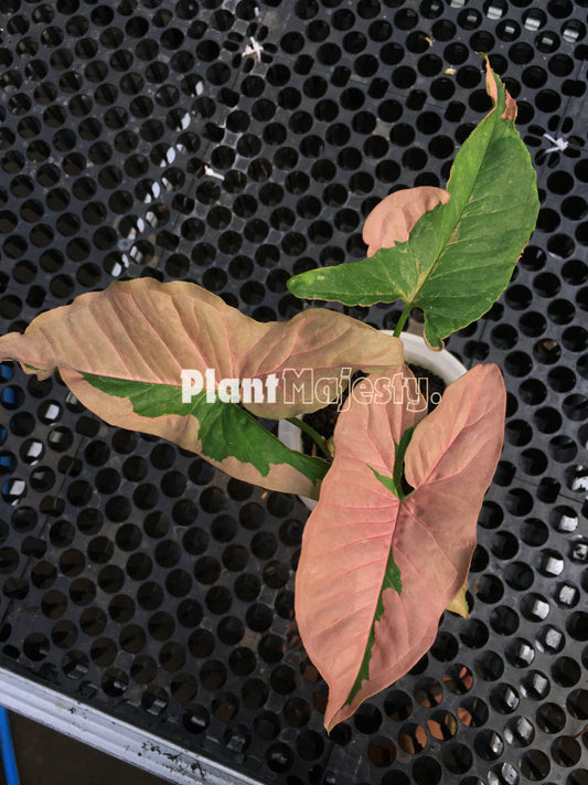 Syngonium Pink Beauty