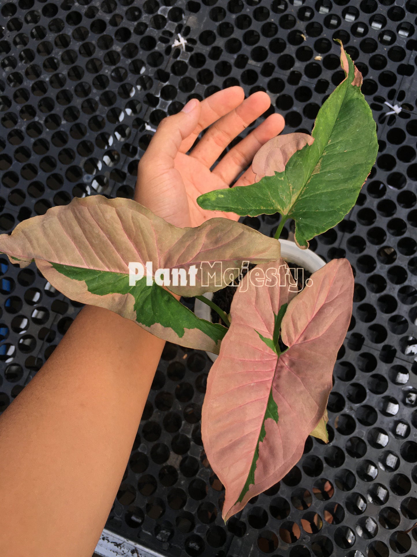 Syngonium Pink Beauty