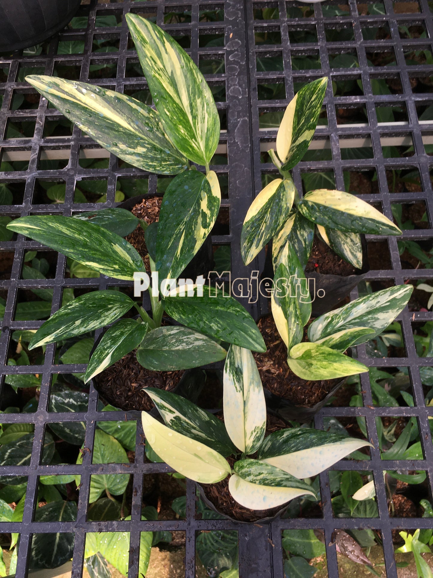 Wholesale 10x Monstera Standlyana Yellow Variegated