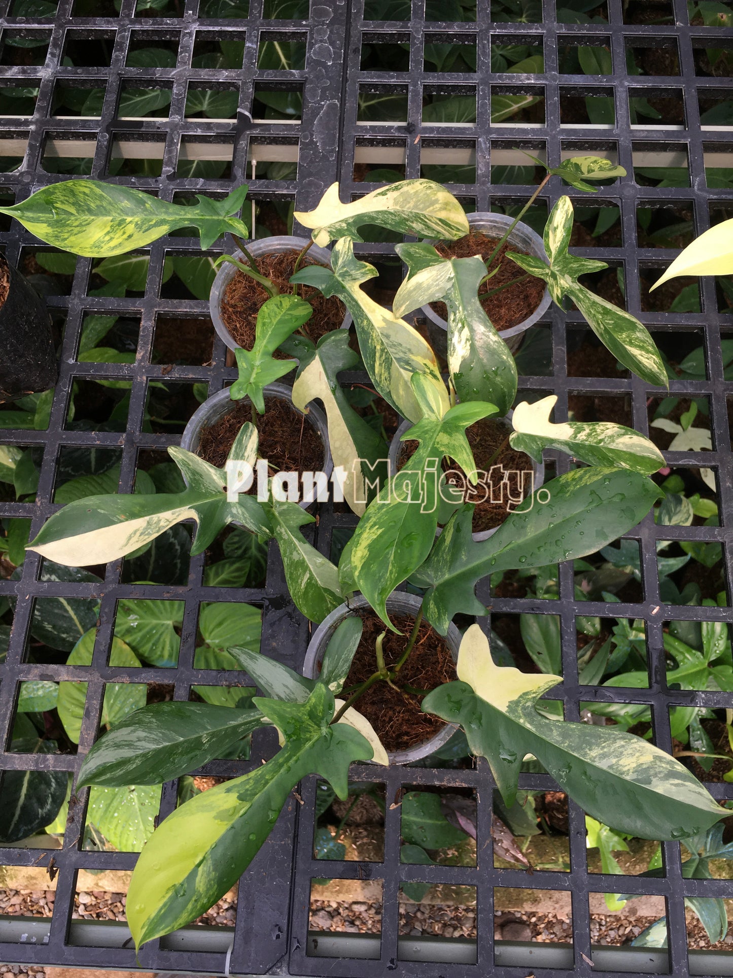 Wholesale 10x Philodendron Florida Beauty