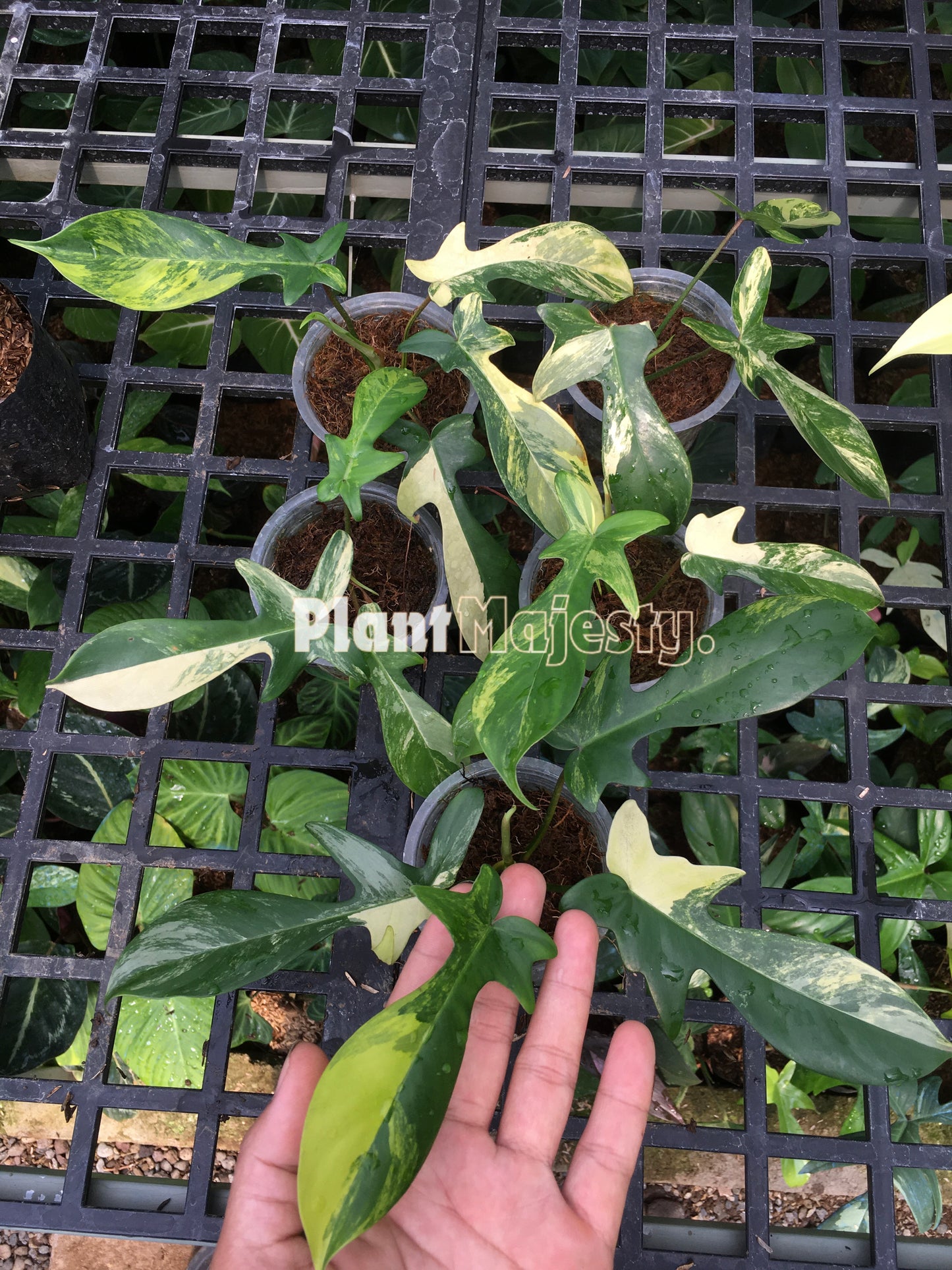 Wholesale 10x Philodendron Florida Beauty