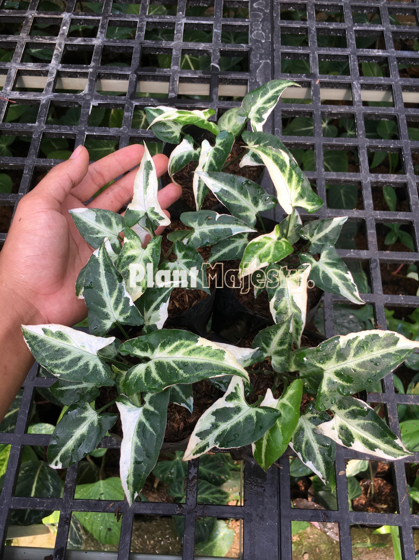 Wholesale 10x Syngonium T24