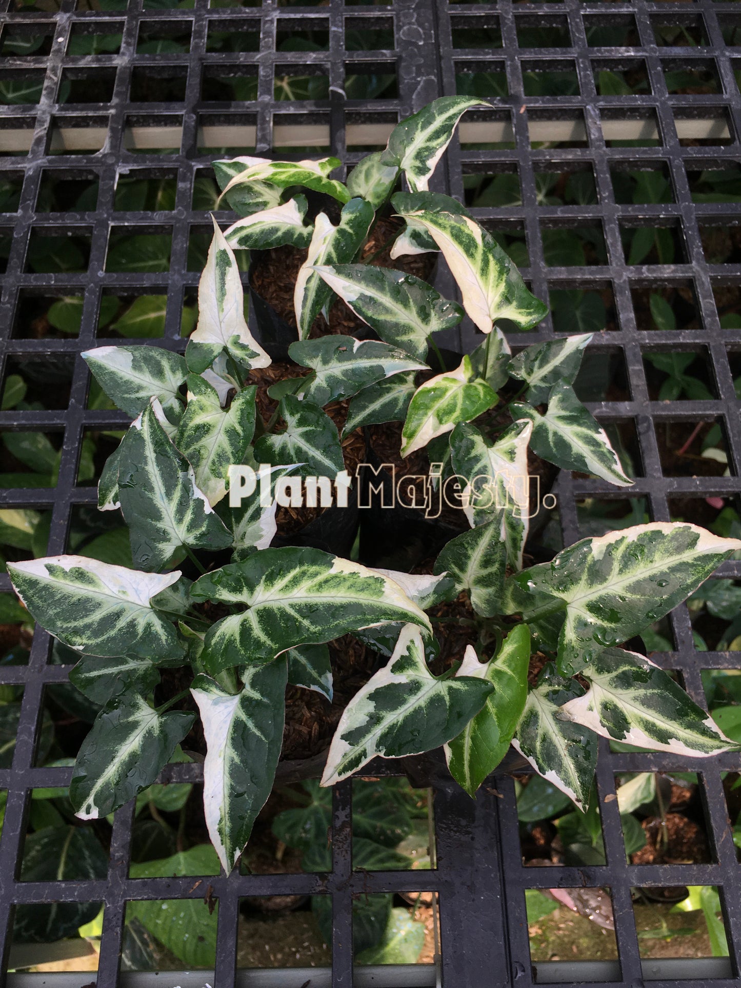 Wholesale 10x Syngonium T24