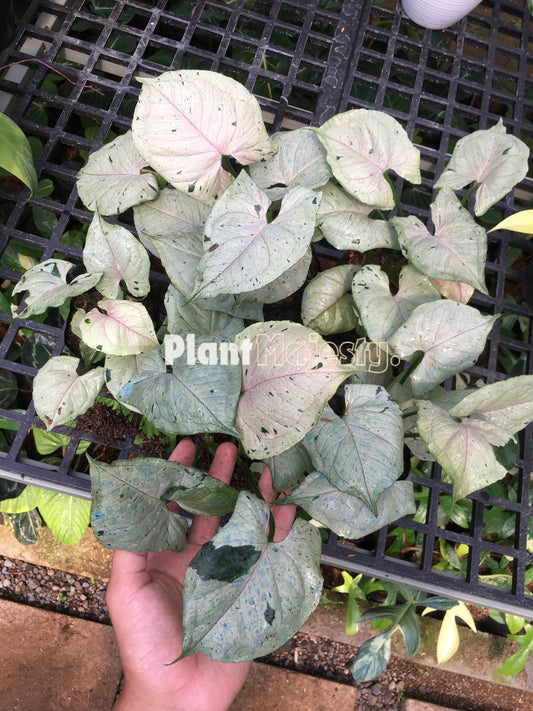 Wholesale 10x Syngonium Green Splash