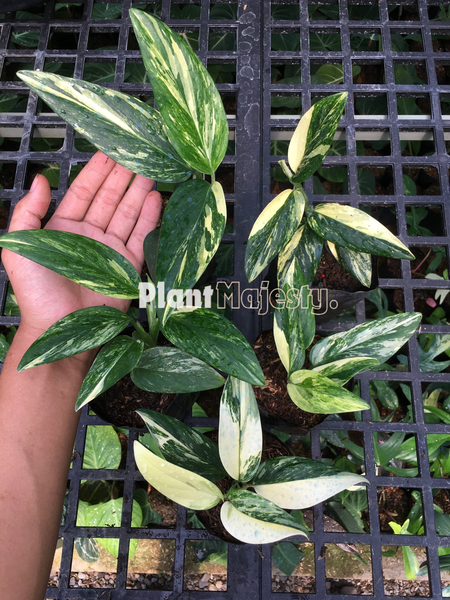 Venta al por mayor 25x Monstera Standleyana amarilla abigarrada