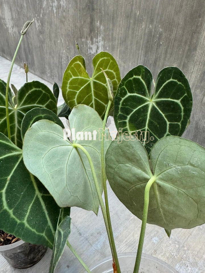 Großhandel 5x Anthurium Clarinervium