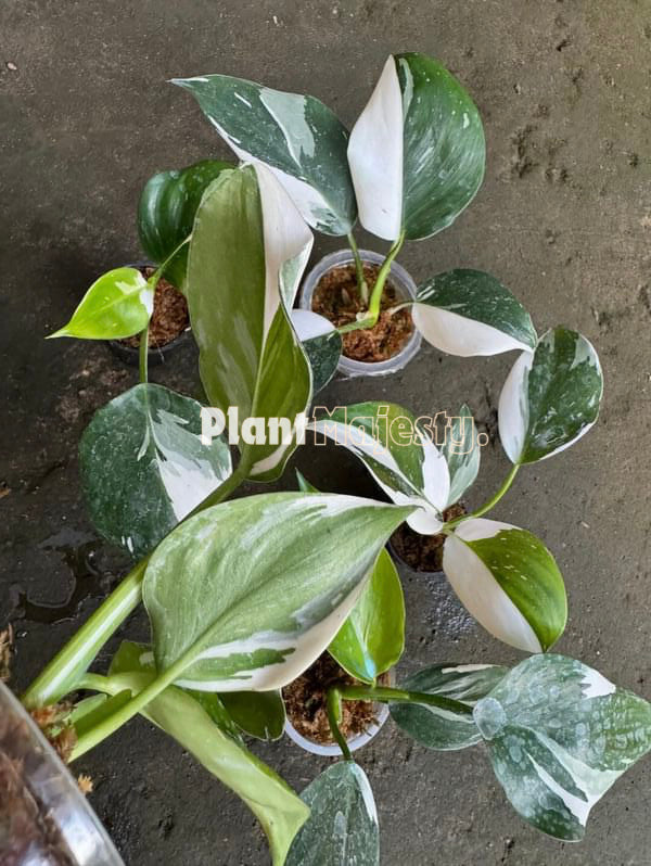 wholesale 5x Philodendron White Whizard