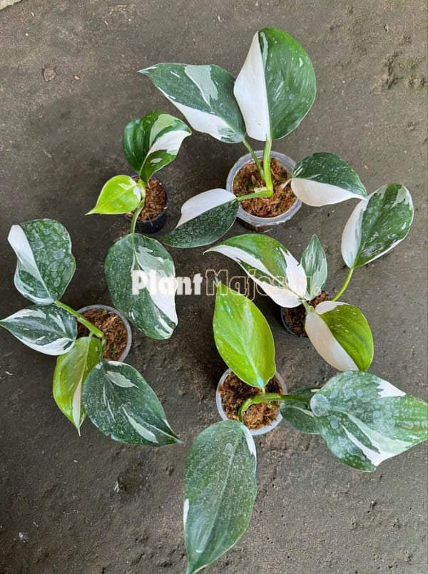 wholesale 5x Philodendron White Whizard