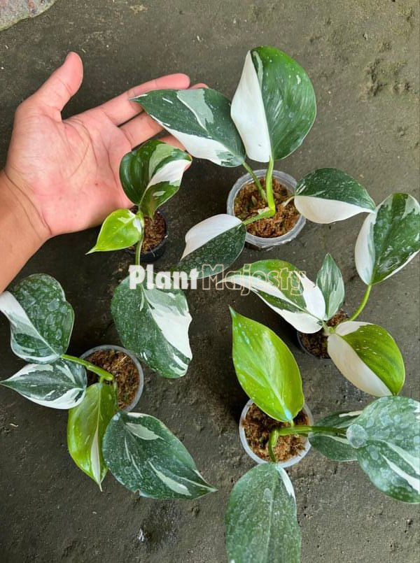 wholesale 5x Philodendron White Whizard