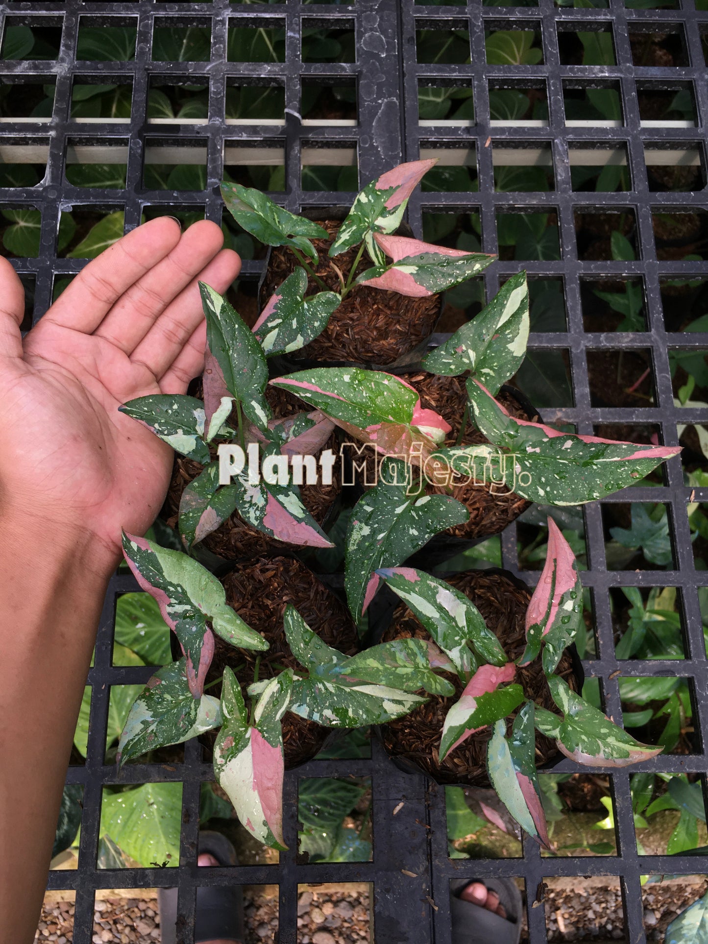 Großhandel 5x Syngonium Red Spot Dreifarbig