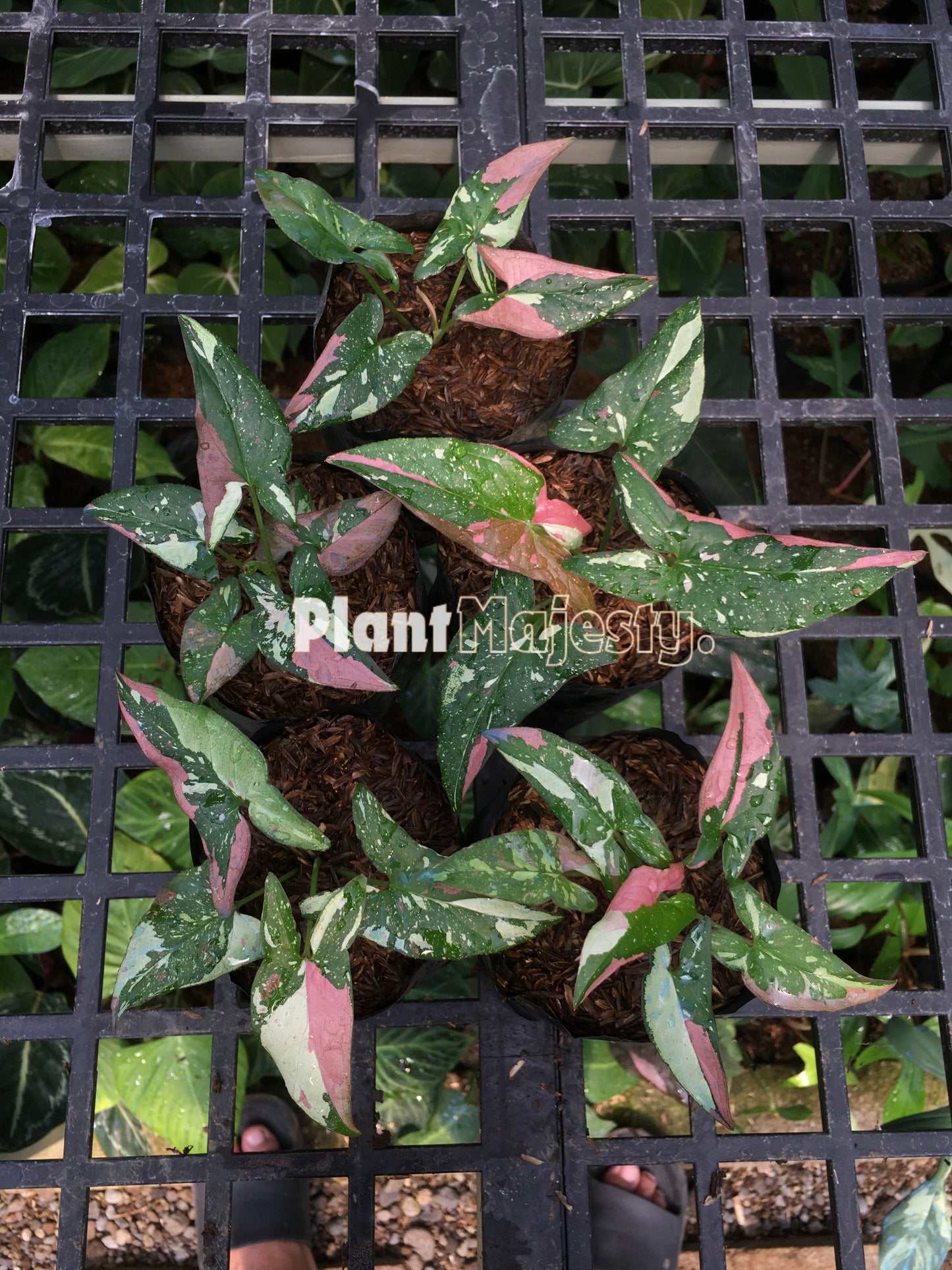 Großhandel 5x Syngonium Red Spot Dreifarbig